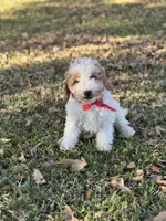 Rodger micro, a male Miniature Goldendoodle for sale in Fort Worth, TX – Photo 1 of 6