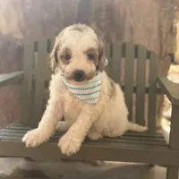 Rodger micro, a male Miniature Goldendoodle for sale in Fort Worth, TX – Photo 3 of 6