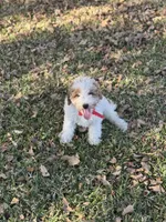 Rodger micro, a male Miniature Goldendoodle for sale in Fort Worth, TX – Photo 4 of 6