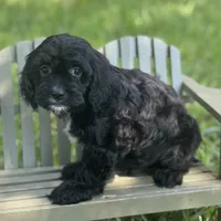 Ranger, a male Cavapoo for sale in Fort Worth, TX – 1 of 1