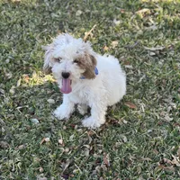 Rocco micro, a male Miniature Goldendoodle for sale in Fort Worth, TX – Photo 7 of 7