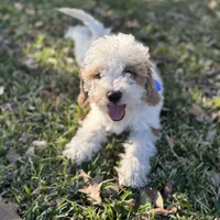 Rocco micro, a male Miniature Goldendoodle for sale in Fort Worth, TX – Photo 6 of 7