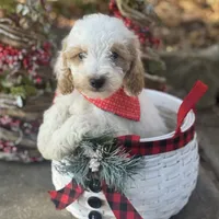 Rocco micro, a male Miniature Goldendoodle for sale in Fort Worth, TX – Photo 2 of 7