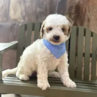 Rocco micro, a male Miniature Goldendoodle for sale in Fort Worth, TX – Photo 3 of 7