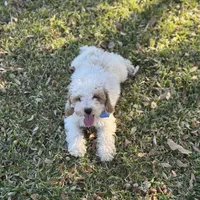 Rocco micro, a male Miniature Goldendoodle for sale in Fort Worth, TX – Photo 1 of 7