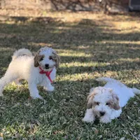 Rocco micro, a male Miniature Goldendoodle for sale in Fort Worth, TX – Photo 4 of 7