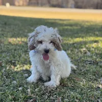 Rocco micro, a male Miniature Goldendoodle for sale in Fort Worth, TX – Photo 5 of 7