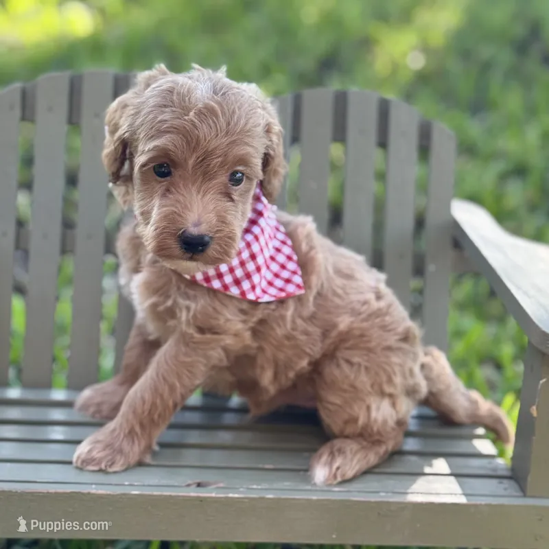 Joey – Miniature Goldendoodle puppy for sale in Fort Worth, TX