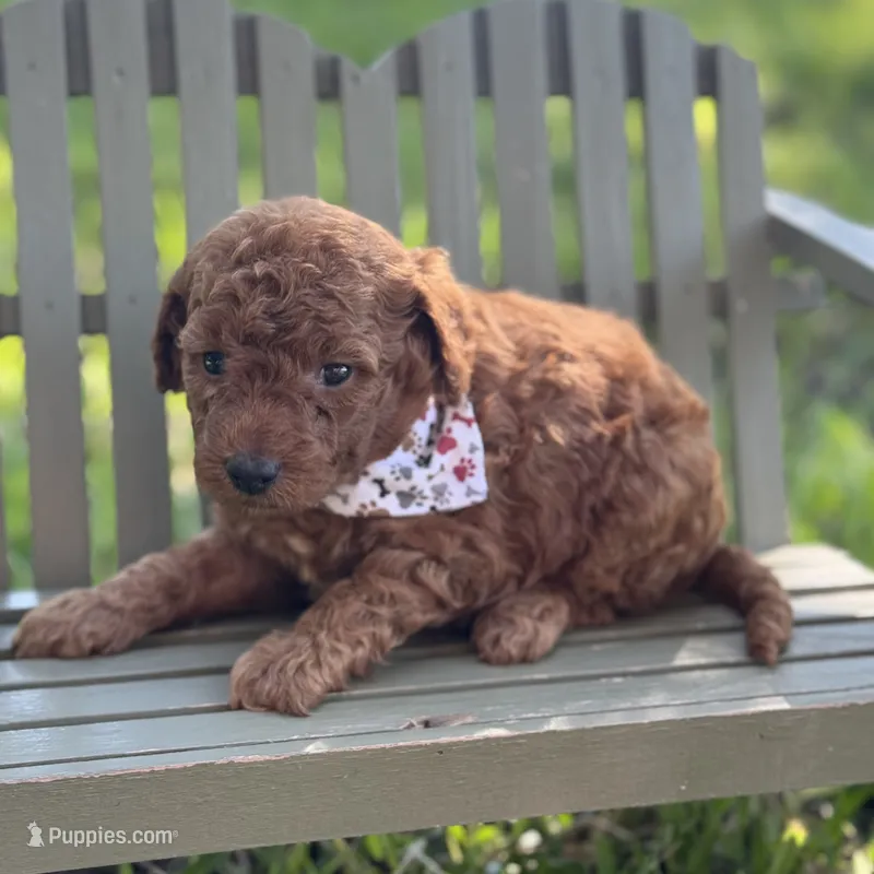 Macho micro – Miniature Goldendoodle puppy for sale in Fort Worth, TX