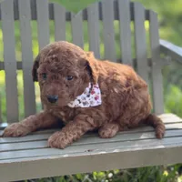 Macho micro, a male Miniature Goldendoodle for sale in Fort Worth, TX – 1 of 2