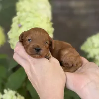 Lenny F1b, a male Cavapoo for sale in Fort Worth, TX – 1 of 2