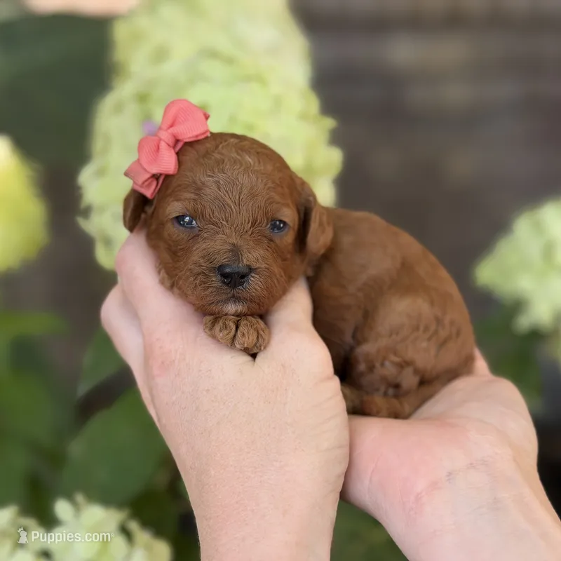 Lilo F1b – Cavapoo puppy for sale in Fort Worth, TX