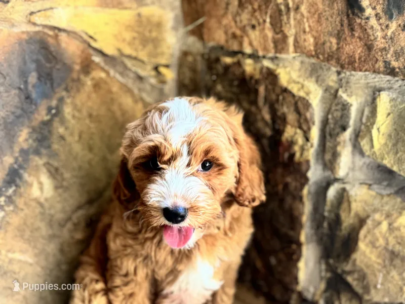 Loki – Cavapoo puppy for sale in Fort Worth, TX