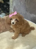 Mable , a female Poodle - Toy  for sale in Fort Worth, TX – 1 of 1