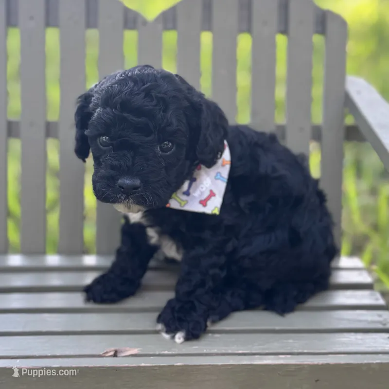 Grizzly F1b – Cavapoo puppy for sale in Fort Worth, TX