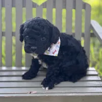 Grizzly F1b, a male Cavapoo for sale in Fort Worth, TX – 1 of 2