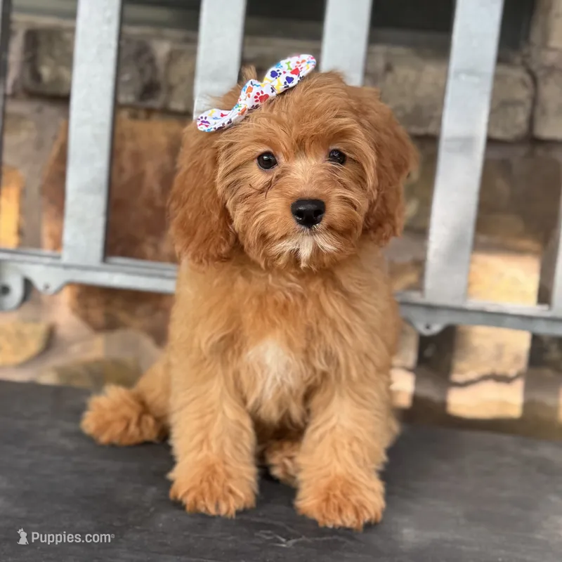 Sailor  – Cavapoo puppy for sale in Fort Worth, TX
