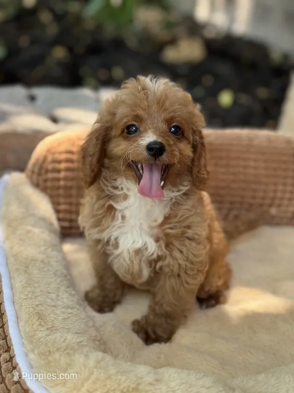 Lane F1b – Cavapoo puppy for sale in Fort Worth, TX