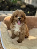 Lane F1b, a female Cavapoo for sale in Fort Worth, TX – 1 of 5