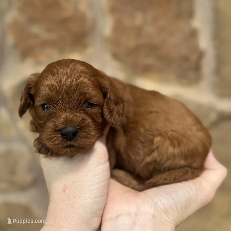 Frisbee , a male Cavapoo for sale in Fort Worth, TX – Photo 1 of 1