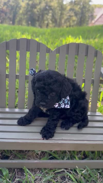 Griff, a male Cavapoo for sale in Fort Worth, TX – 2 of 2