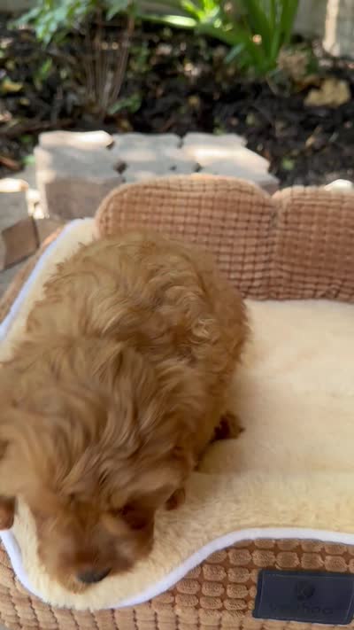 Shaun, a male Cavapoo for sale in Fort Worth, TX – 4 of 4