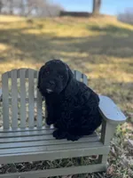 Volt F1b , a male Cavapoo for sale in Fort Worth, TX – Photo 2 of 2