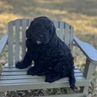 Volt F1b , a male Cavapoo for sale in Fort Worth, TX – Photo 1 of 2