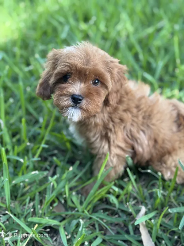 Lilo – Cavapoo puppy for sale in Fort Worth, TX