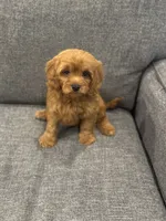 Frisbee , a male Cavapoo for sale in Fort Worth, TX – 3 of 5