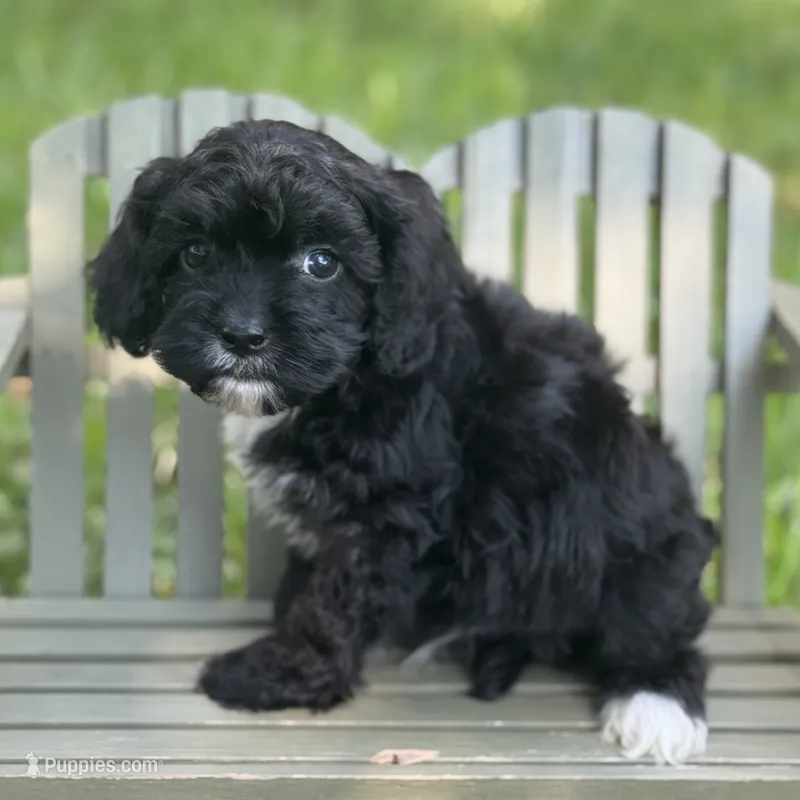 Dodger – Cavapoo puppy for sale in Fort Worth, TX