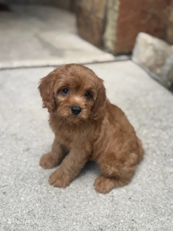 Frisbee  – Cavapoo puppy for sale in Fort Worth, TX