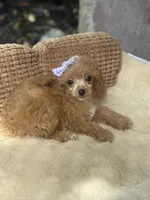 Marlow , a female Poodle - Toy  for sale in Fort Worth, TX – 2 of 2