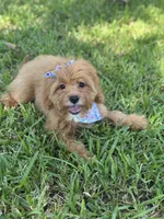 Sailor , a female Cavapoo for sale in Fort Worth, TX – 2 of 9
