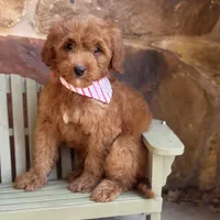 Garfield , a male Miniature Goldendoodle for sale in Fort Worth, TX – Photo 1 of 2