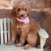 Garfield , a male Miniature Goldendoodle for sale in Fort Worth, TX – Photo 2 of 2