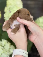 Luigi F1b , a male Cavapoo for sale in Fort Worth, TX – 2 of 2