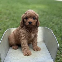 Luke, a male Cavapoo for sale in Fort Worth, TX – 1 of 1