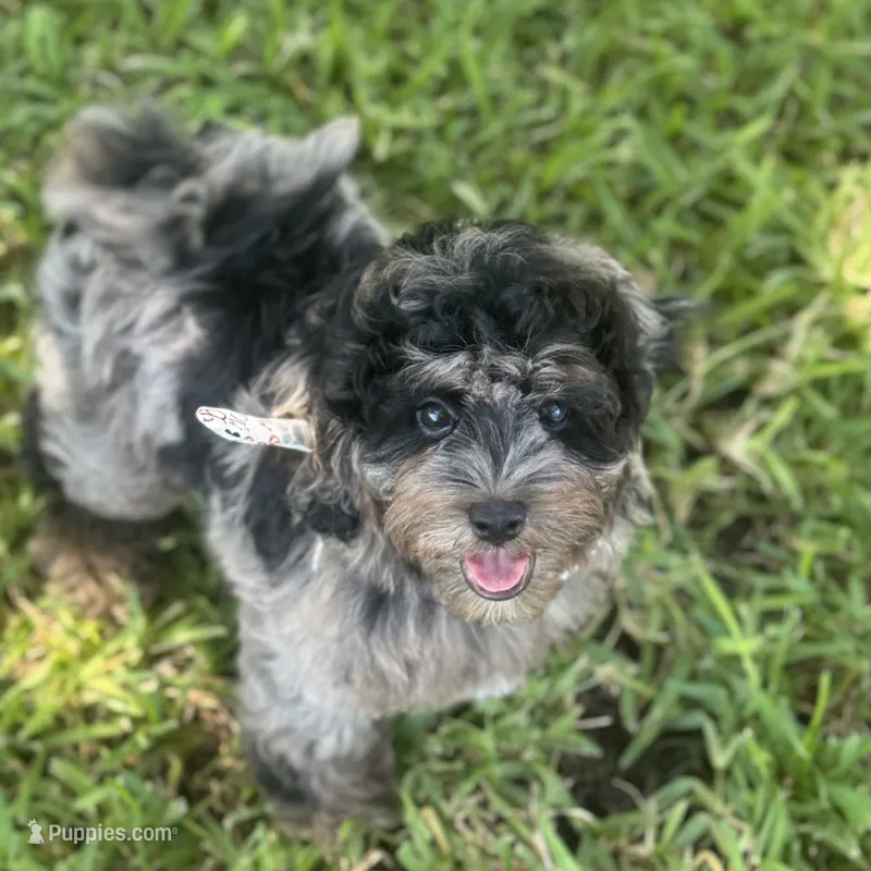 Rex – Cockapoo puppy for sale in Fort Worth, TX