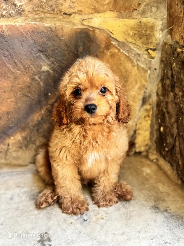 Luke – Cavapoo puppy for sale in Fort Worth, TX