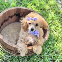 Marlow , a female Poodle - Toy  for sale in Fort Worth, TX – 2 of 6