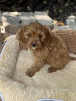 Shaun, a male Cavapoo for sale in Fort Worth, TX – 3 of 4