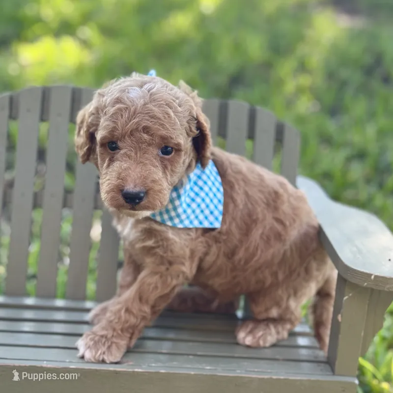 Junior – Miniature Goldendoodle puppy for sale in Fort Worth, TX