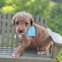 Junior, a male Miniature Goldendoodle for sale in Fort Worth, TX – 1 of 2