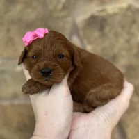 Frannie, a female Cavapoo for sale in Fort Worth, TX – Photo 1 of 2