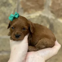 Frannie, a female Cavapoo for sale in Fort Worth, TX – Photo 2 of 2