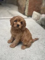 Frisbee , a male Cavapoo for sale in Fort Worth, TX – 5 of 5