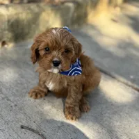 Rodger F1, a male Cavapoo for sale in Fort Worth, TX – Photo 2 of 4