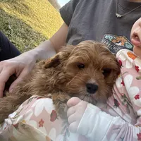 Rodger F1, a male Cavapoo for sale in Fort Worth, TX – Photo 3 of 4