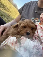 Rodger F1, a male Cavapoo for sale in Fort Worth, TX – Photo 3 of 4